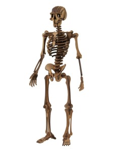 ESQUELETO HUMANO CLASSIC MAQUETA 3D 2PL D4